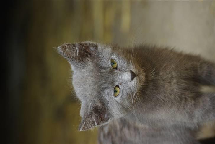 Blanding af racer felix billede 2