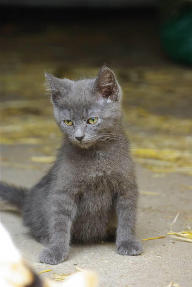 Blanding af racer felix billede 3