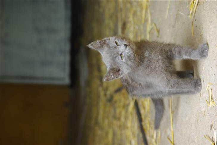 Blanding af racer felix billede 4