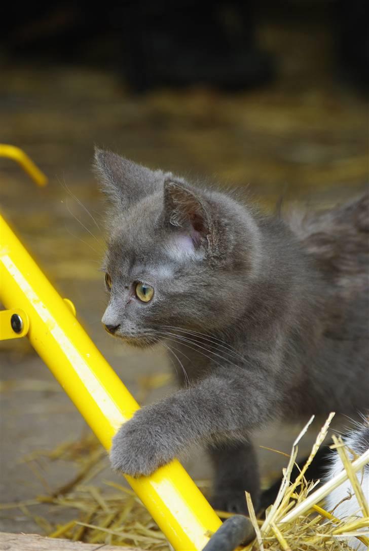 Blanding af racer felix billede 5