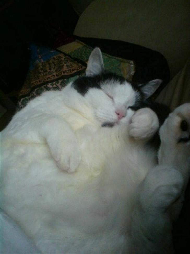 Huskat Miv  - dejligt afslappende : ) <3 billede 17