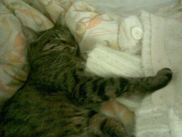 Huskat Chili - er gået bort... - som man dog putter dejligt <3 billede 15