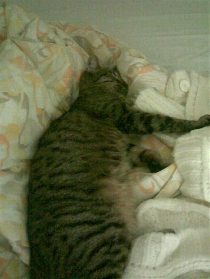 Huskat Chili - er gået bort... - drømmer sødt <3 billede 16