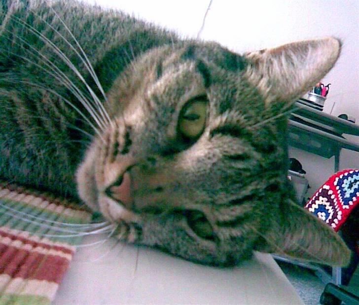 Huskat Chili - er gået bort... - skønne øjne : )  billede 17