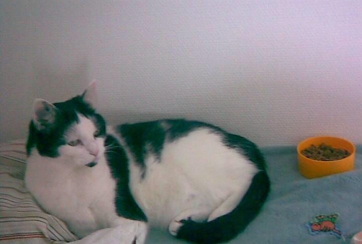 Huskat Miv  - I mit hyggehjørne : )  billede 18