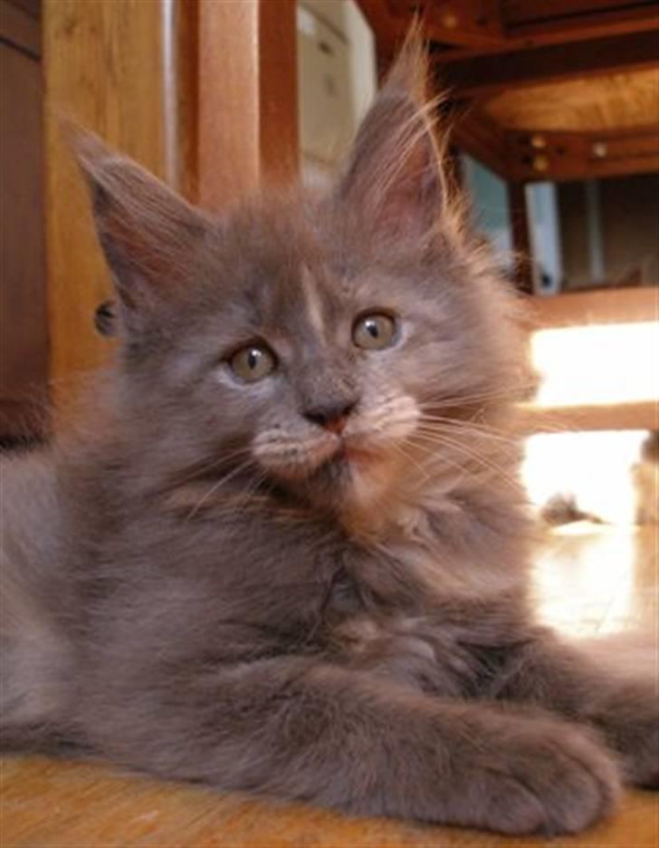 Maine Coon Micharlo's Darling billede 1