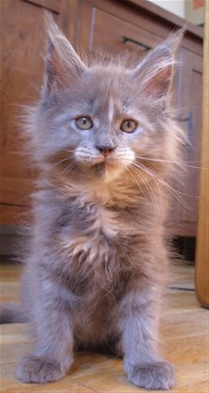 Maine Coon Micharlo's Darling billede 2