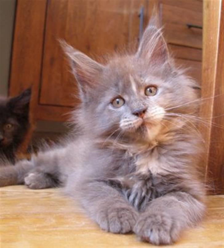 Maine Coon Micharlo's Darling billede 3