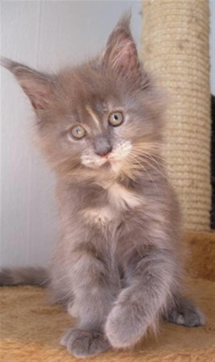 Maine Coon Micharlo's Darling billede 4