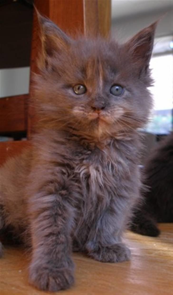 Maine Coon Micharlo's Darling billede 5