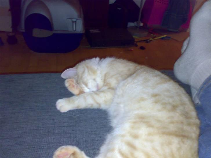 Huskat Karsten billede 1