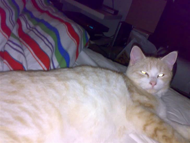 Huskat Karsten billede 2