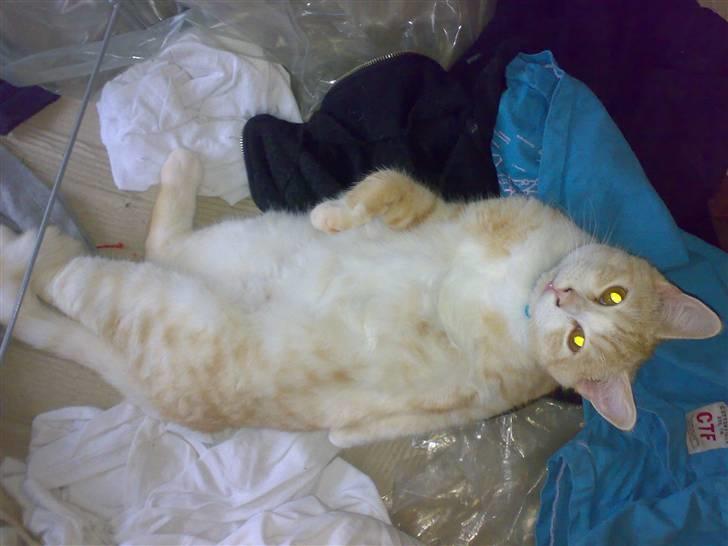 Huskat Karsten billede 3