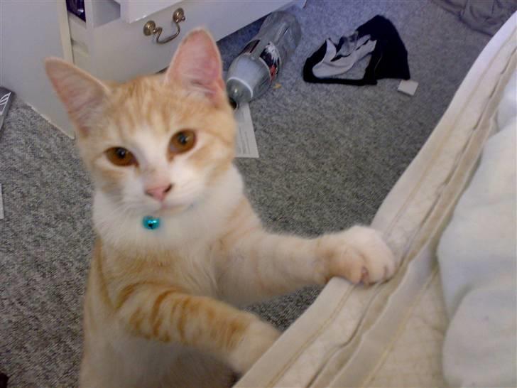 Huskat Karsten billede 4