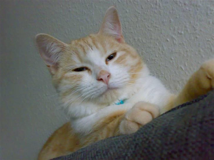 Huskat Karsten billede 5