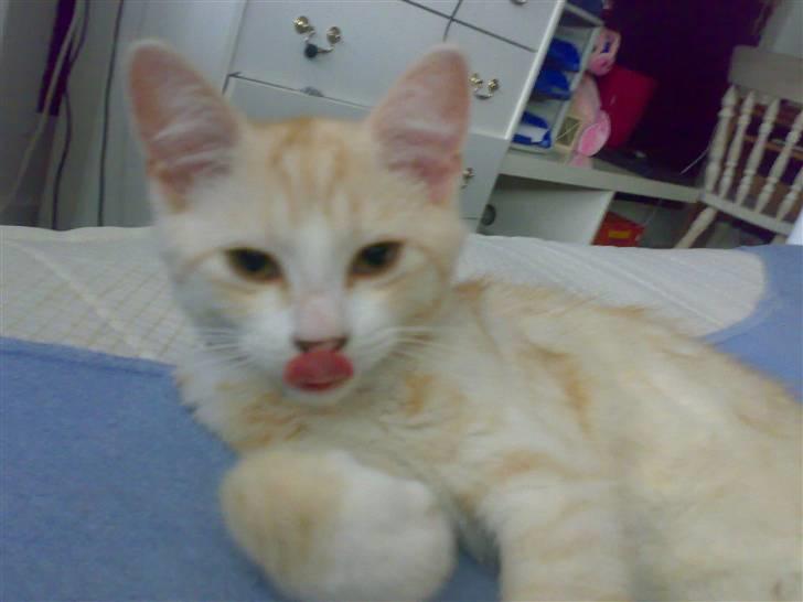 Huskat Karsten billede 6