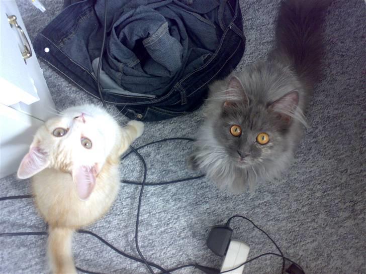 Huskat Karsten billede 7