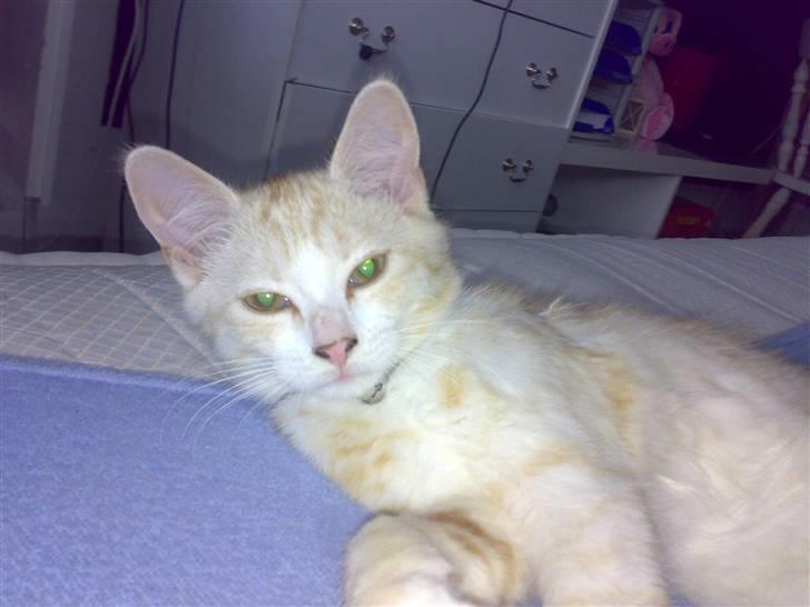 Huskat Karsten billede 8