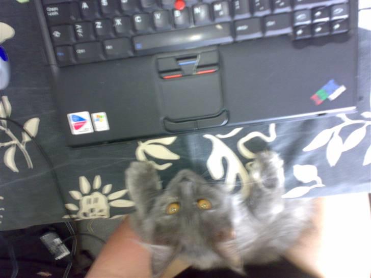 Maine Coon Mille - man bliver så træt af at følge med i computerspil. Mille sover tit med "hovedpude" billede 7