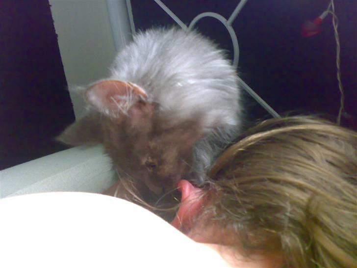 Maine Coon Mille - om morgenen når tøsen er sulten vækker hun altid far ved at slikke og bedi ham i øret og øjne. når han så kikker på hende og siger gå Mille siger hun MIAU og går ud til skålen, og sådan kører det til en står op eller kæler med hende. billede 8