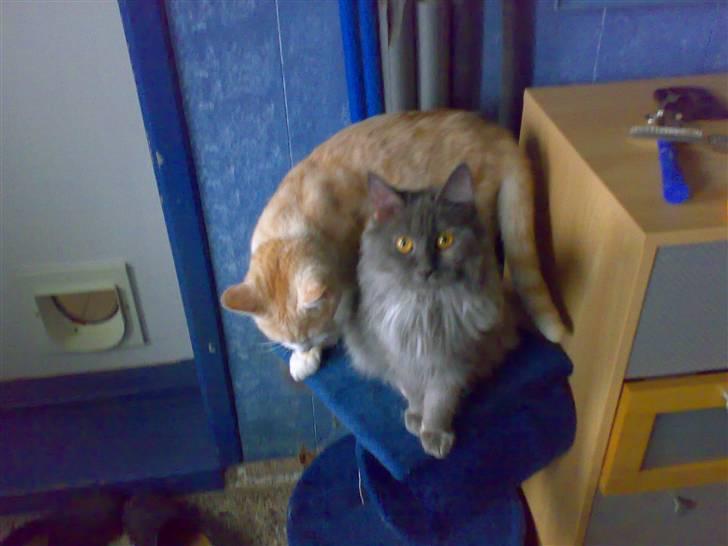 Maine Coon Mille billede 9