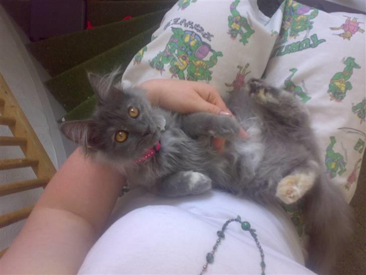 Maine Coon Mille - hun fandt sig i alt som lille. Gør hun til delt stadig hvis det er børn billede 10