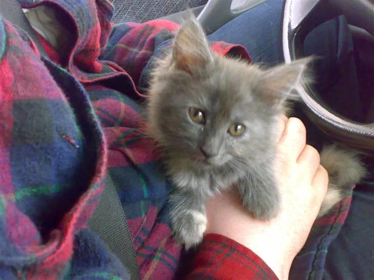 Maine Coon Mille - Mille på vej hjem til os. Ca 6 uger gammel ! er hun ikke dejlig :) billede 11