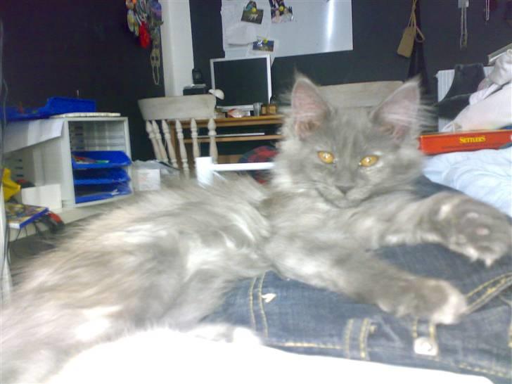 Maine Coon Mille - Prinsesse mis. Elegant og smuk er hun billede 12