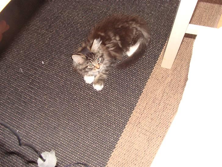 Maine Coon Lucky - Velkommen til min profil:-)  billede 1