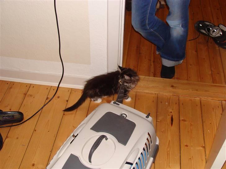 Maine Coon Lucky - Lige ankommet til sit nye hjem billede 2