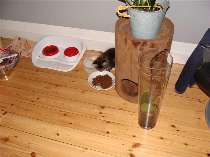 Maine Coon Lucky - Dejlig med lidt at drikke billede 3