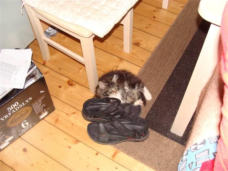 Maine Coon Lucky - slapper lige lidt af. billede 4