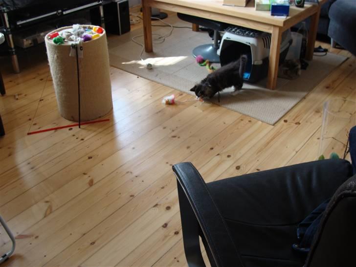 Maine Coon Lucky - Jeg fangede den billede 5