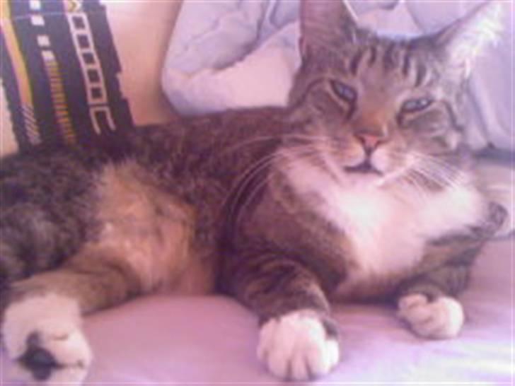 Blanding af racer Simba *RIP* billede 2