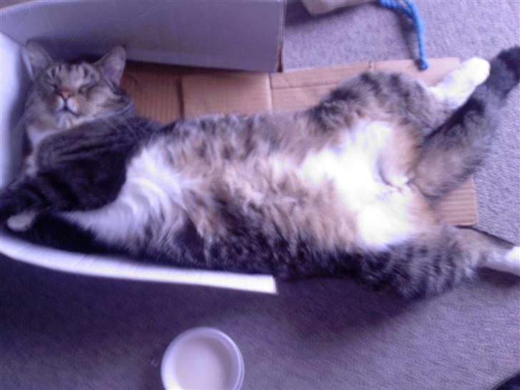 Blanding af racer Simba *RIP* billede 3