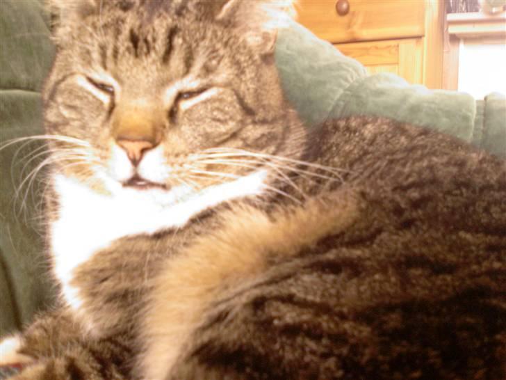 Blanding af racer Simba *RIP* billede 4