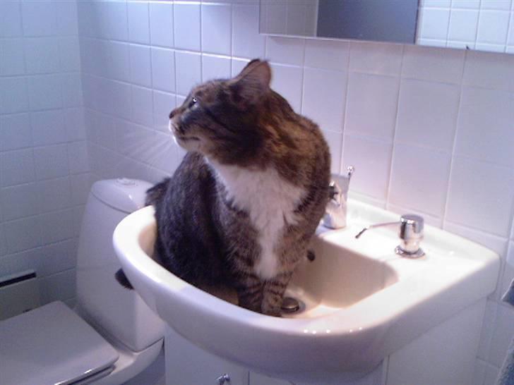 Blanding af racer Simba *RIP* billede 5