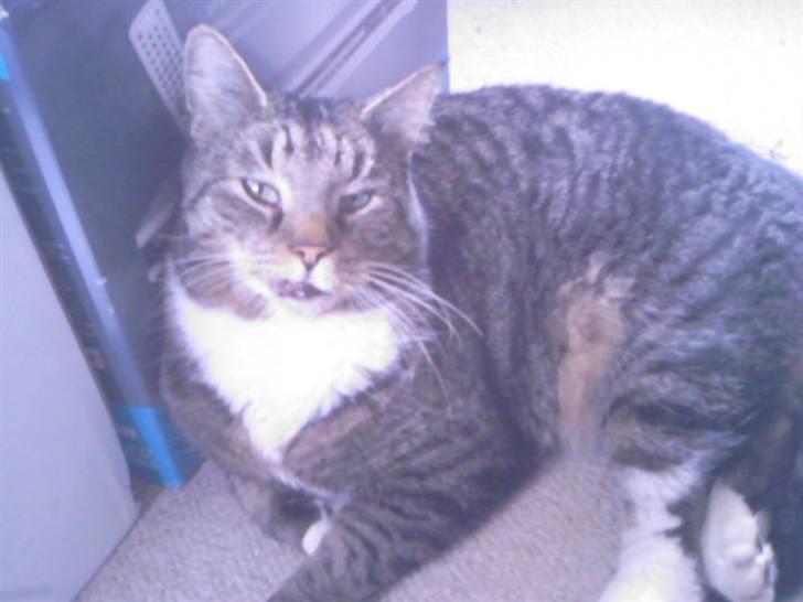 Blanding af racer Simba *RIP* billede 6