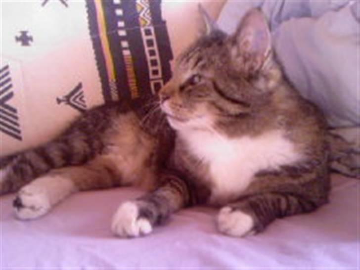 Blanding af racer Simba *RIP* billede 7