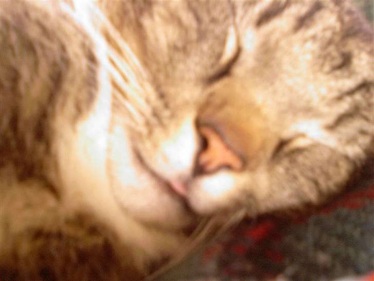 Blanding af racer Simba *RIP* billede 8