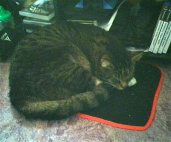 Blanding af racer Simba *RIP* billede 9