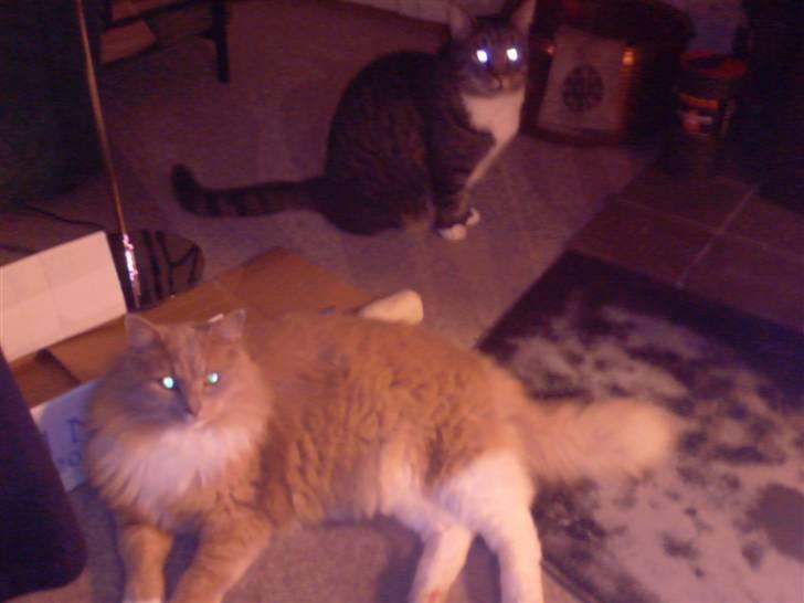 Blanding af racer Simba *RIP* billede 10