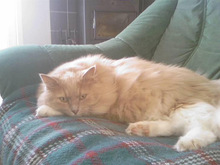 Blanding af racer Bamse *RIP* billede 2