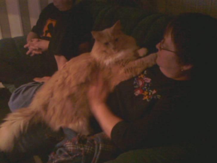 Blanding af racer Bamse *RIP* billede 3