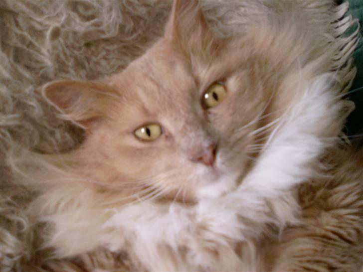 Blanding af racer Bamse *RIP* billede 4