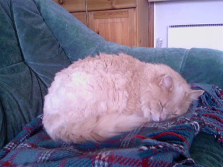 Blanding af racer Bamse *RIP* billede 5