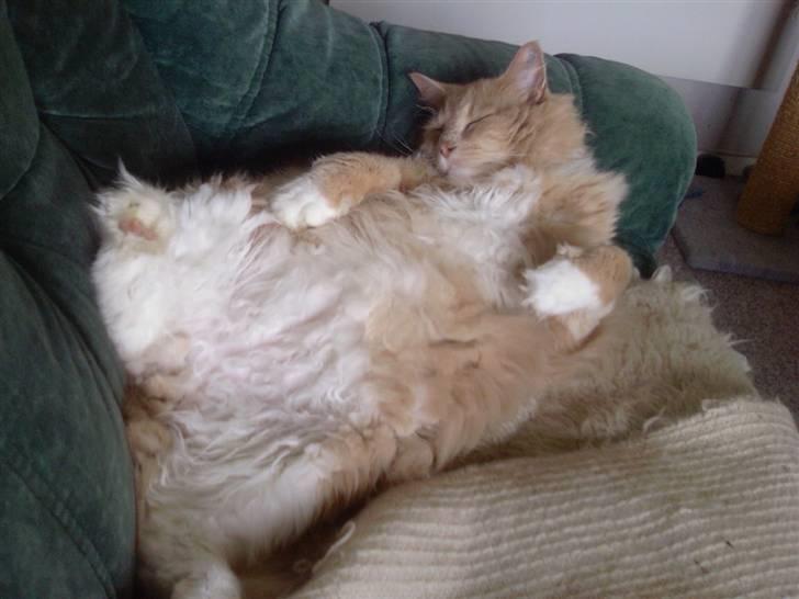 Blanding af racer Bamse *RIP* billede 6