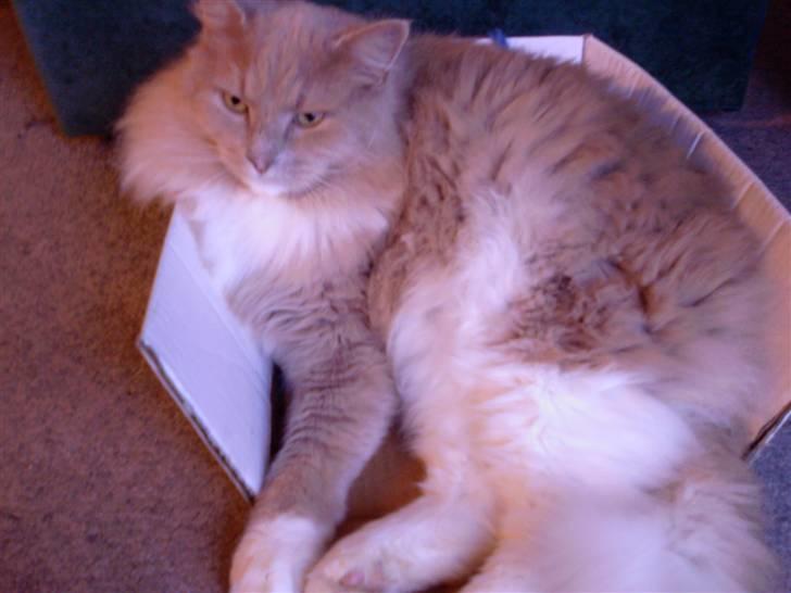 Blanding af racer Bamse *RIP* billede 7