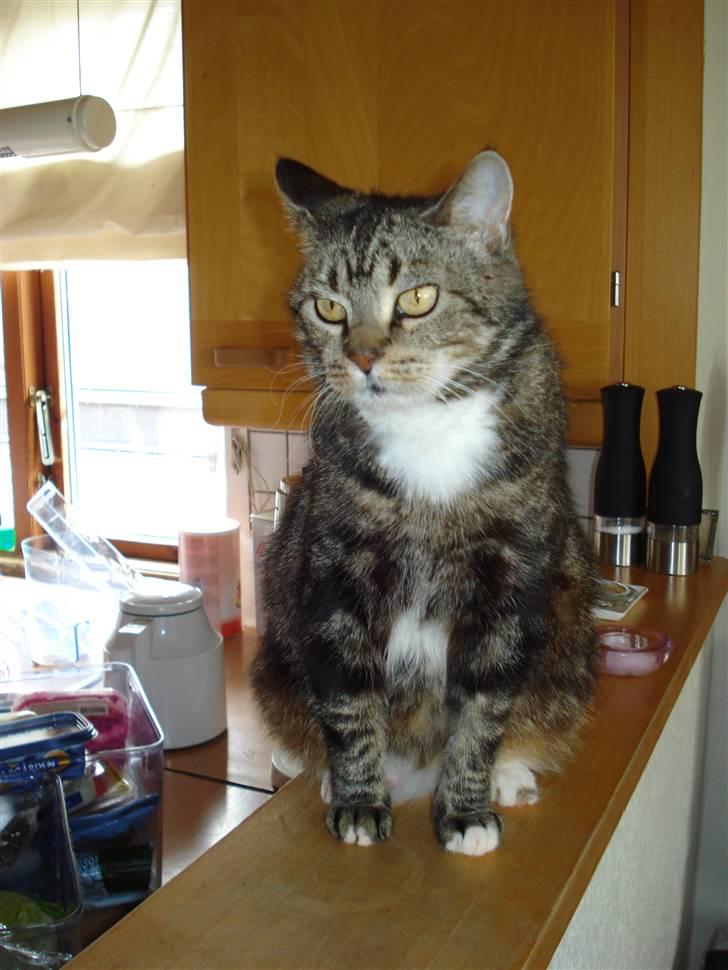 Blanding af racer Gammle Stampe(R.I.P).:'( - velkommen til det gammle liv!..<3 billede 1