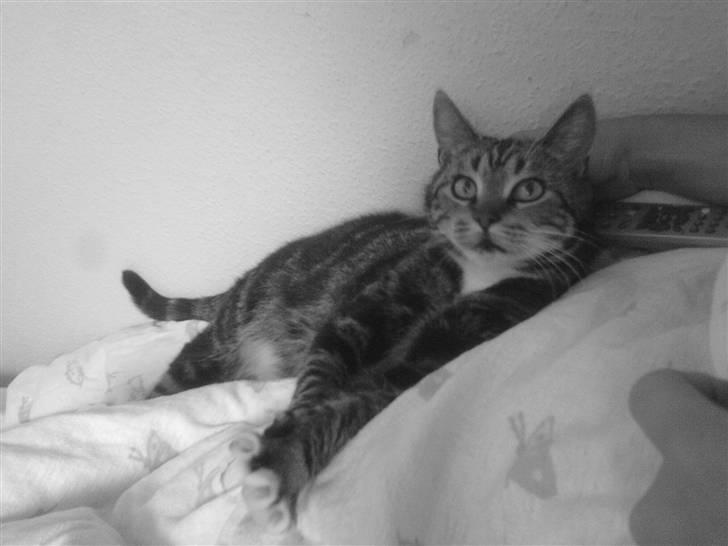 Blanding af racer Gammle Stampe(R.I.P).:'( billede 2